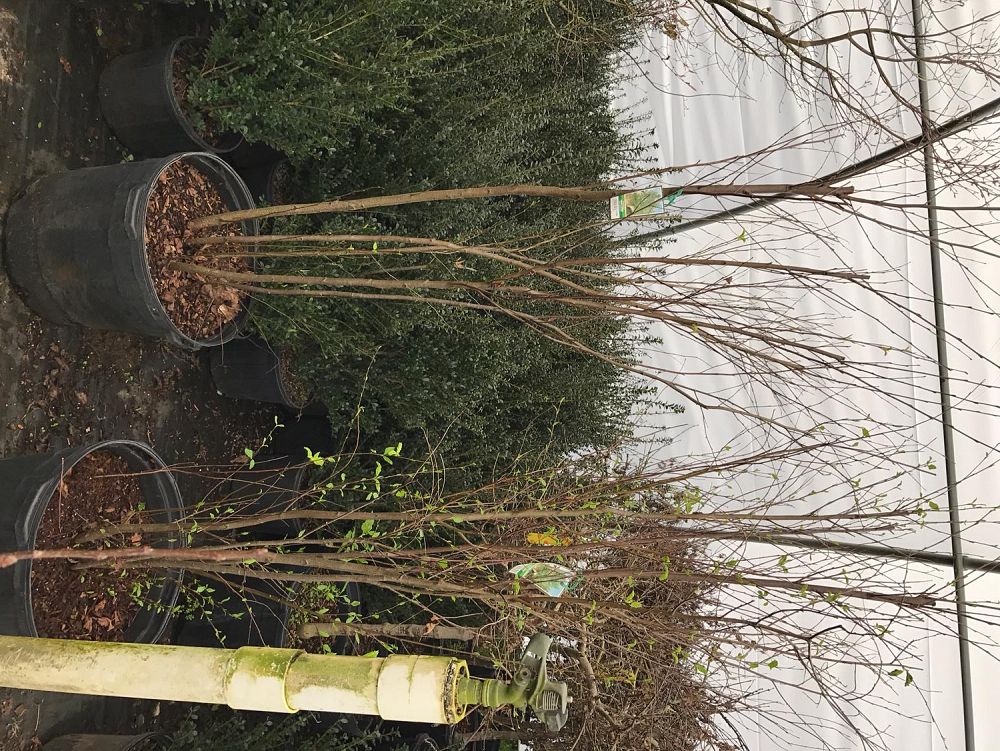 betula-nigra-riverbirch