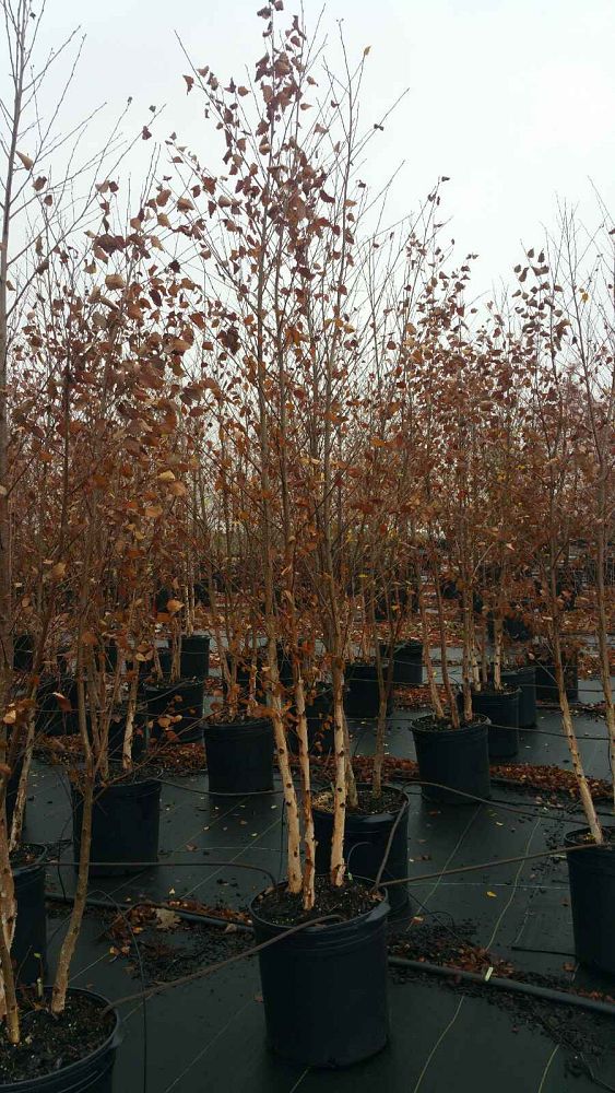 betula-nigra-riverbirch