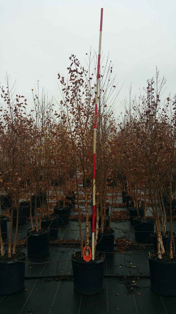 betula-nigra-riverbirch