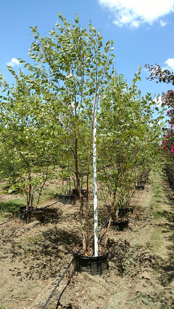 betula-nigra-riverbirch