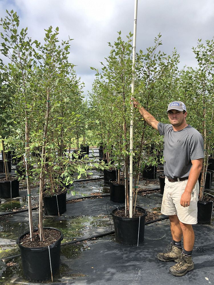 betula-nigra-riverbirch