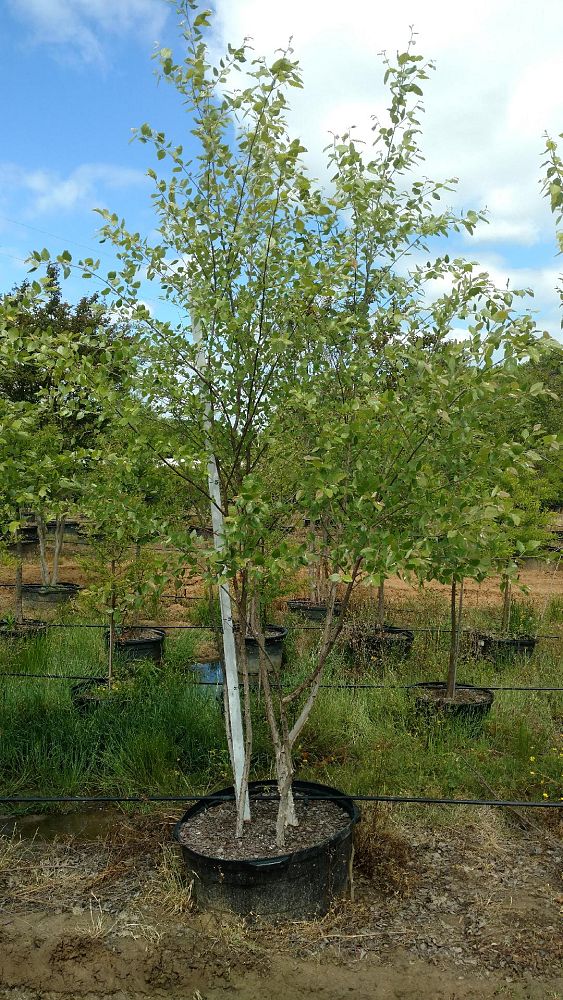 betula-nigra-riverbirch
