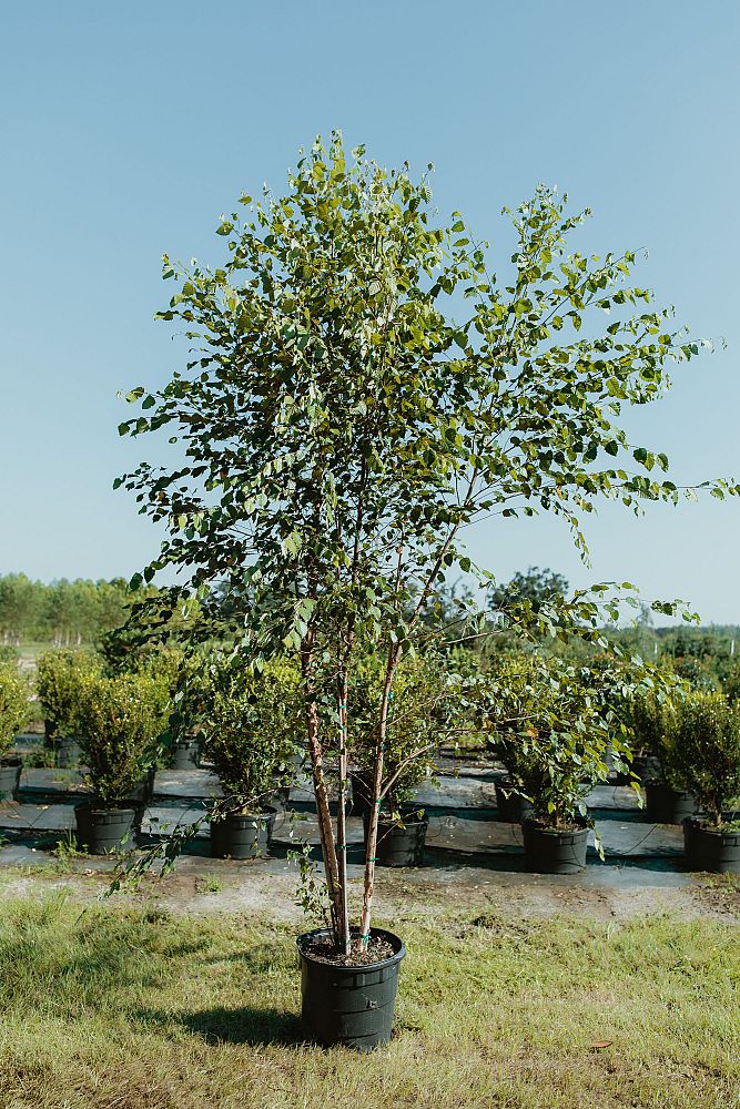 betula-nigra-riverbirch