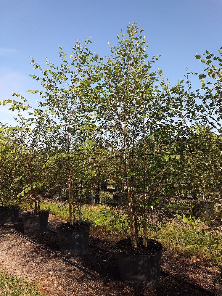 betula-nigra-riverbirch
