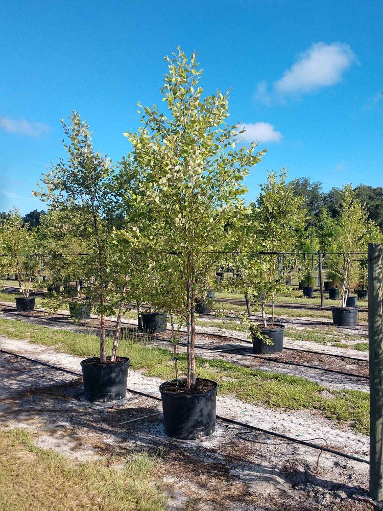 betula-nigra-riverbirch
