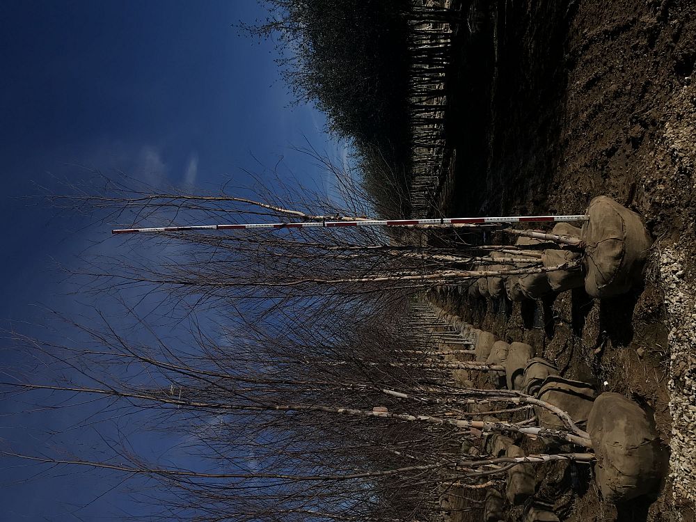 betula-nigra-riverbirch