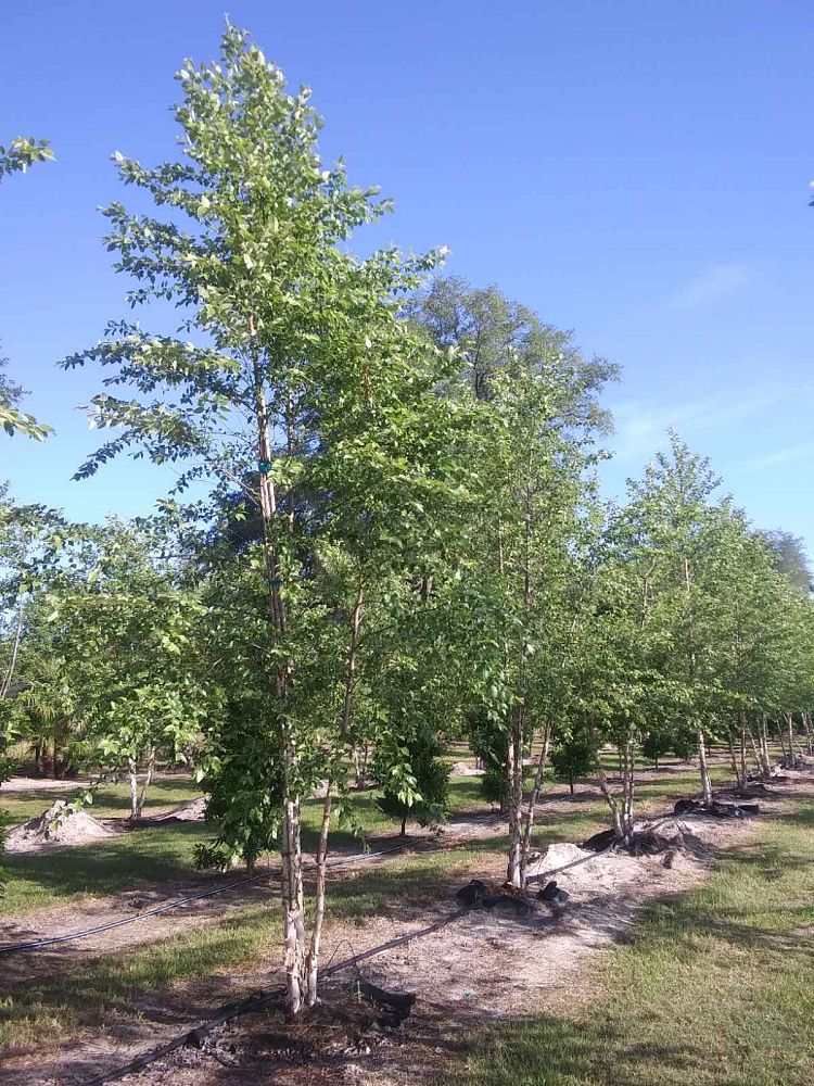 betula-nigra-riverbirch