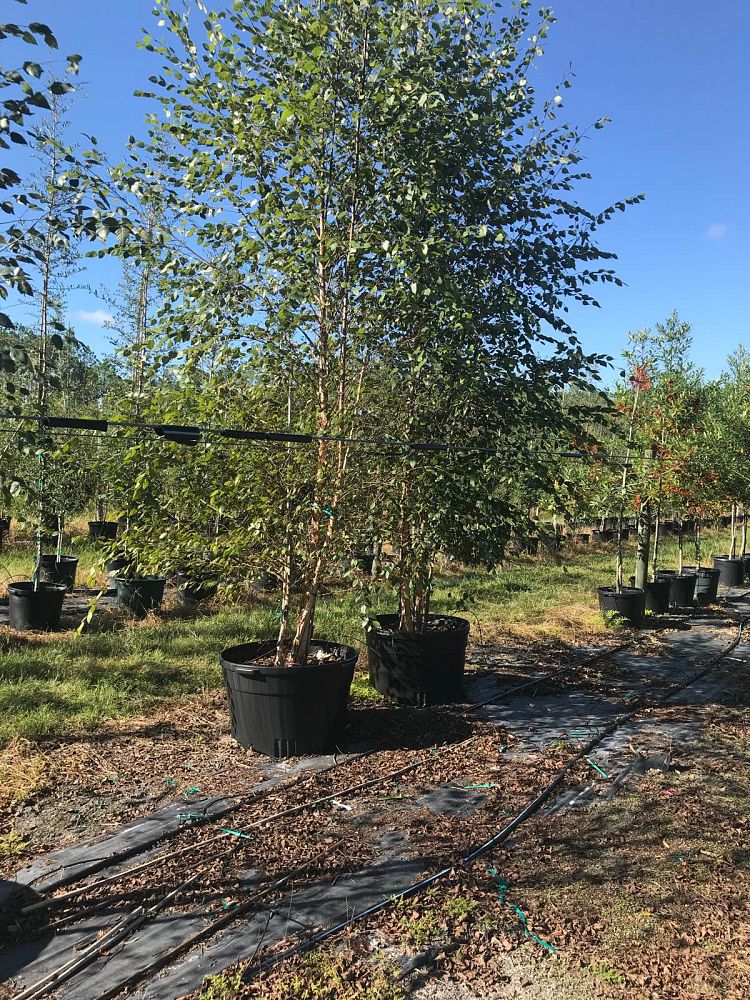 betula-nigra-riverbirch