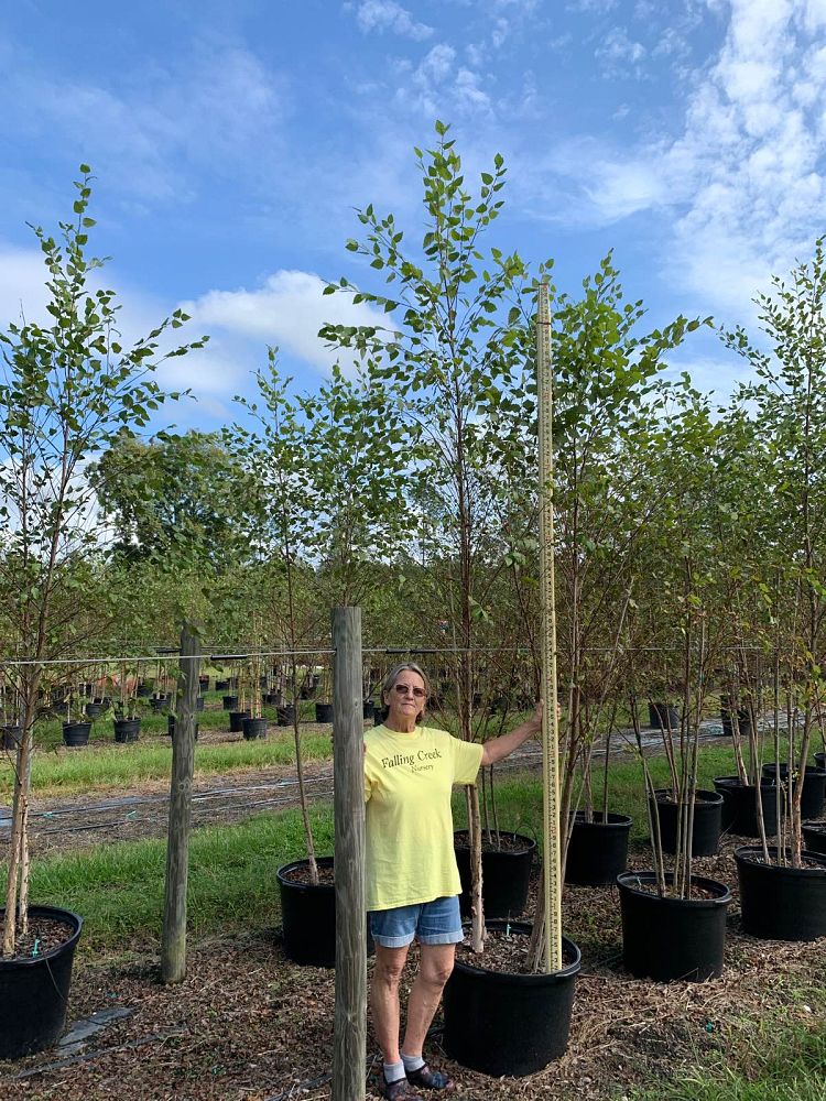 betula-nigra-riverbirch