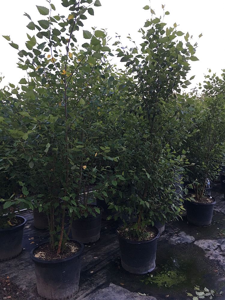 betula-nigra-riverbirch