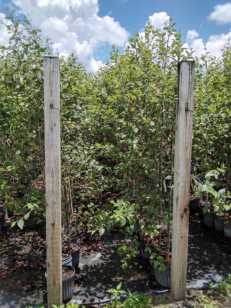 betula-nigra-riverbirch