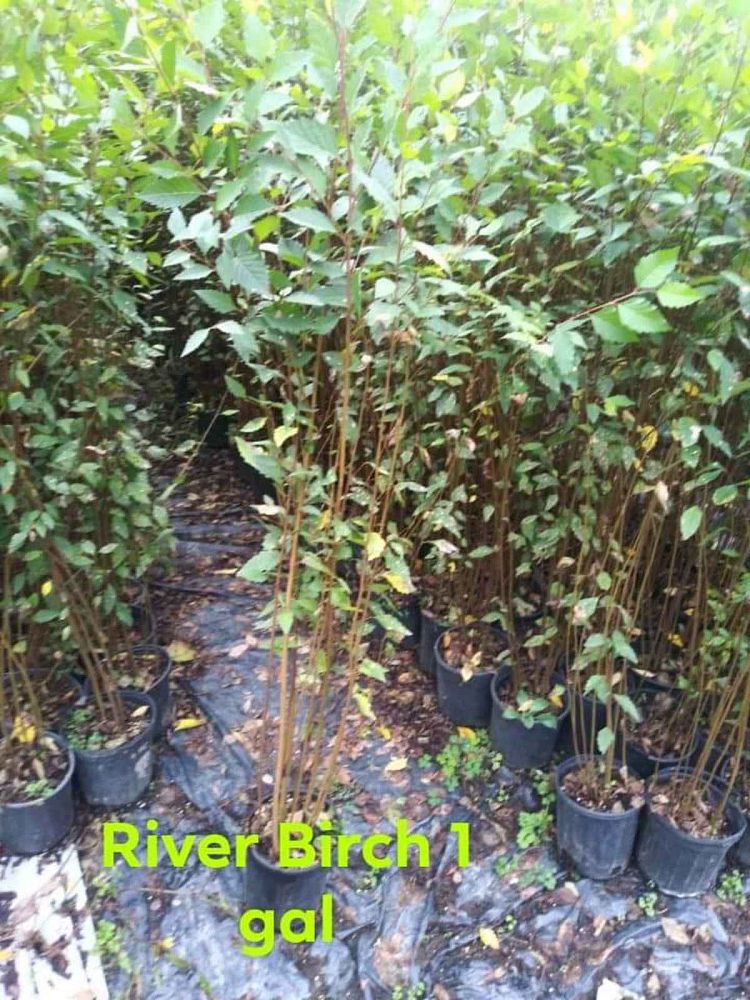 betula-nigra-riverbirch