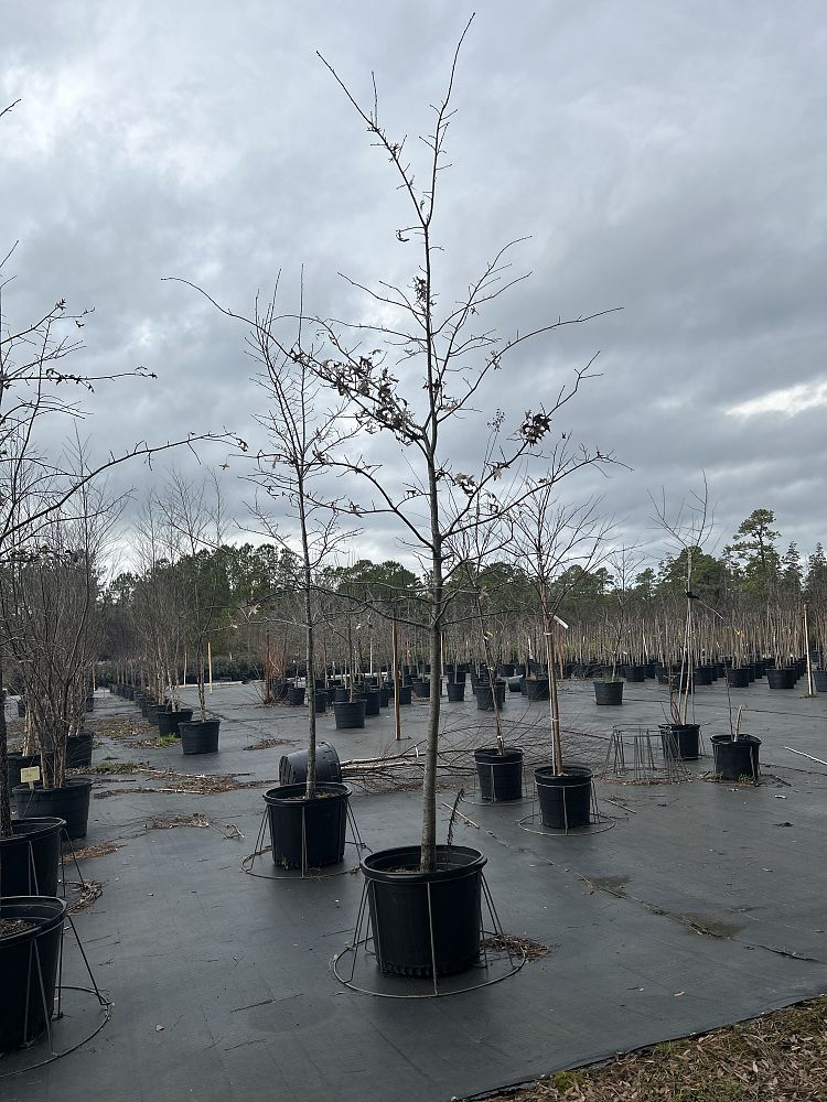 betula-nigra-riverbirch