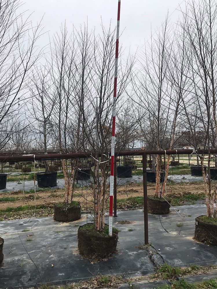 betula-nigra-riverbirch