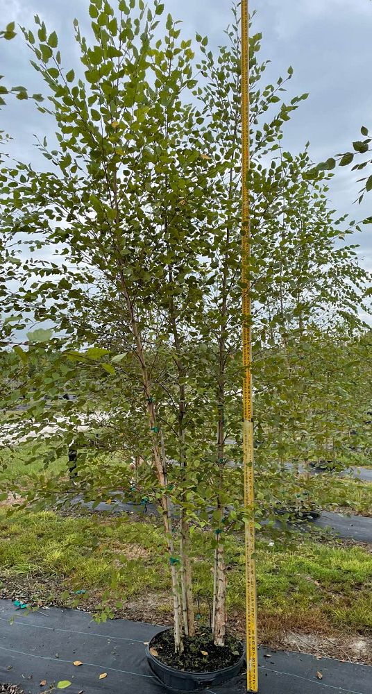 betula-nigra-riverbirch