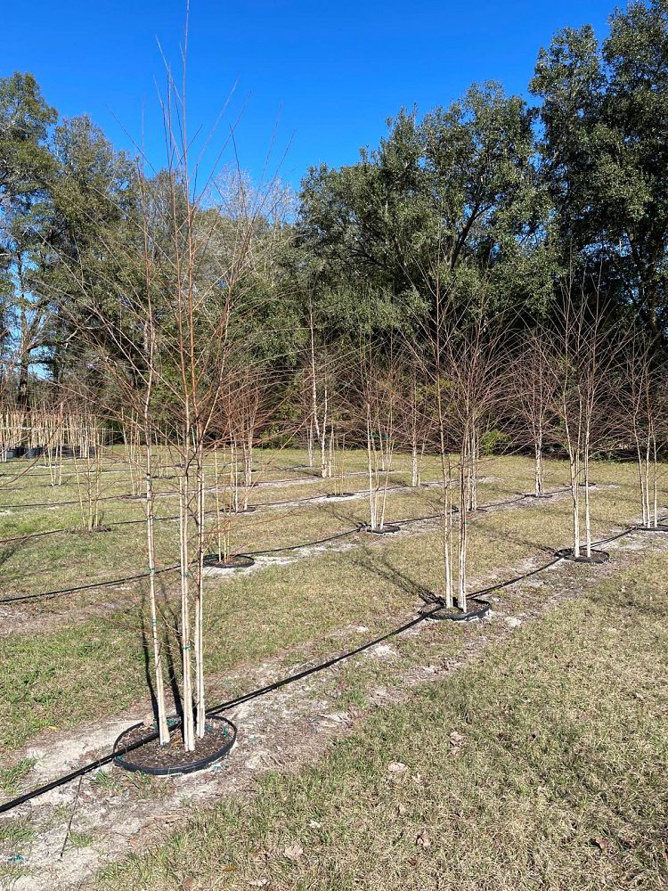 betula-nigra-riverbirch