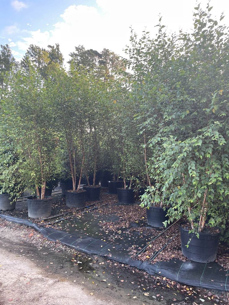 betula-nigra-riverbirch