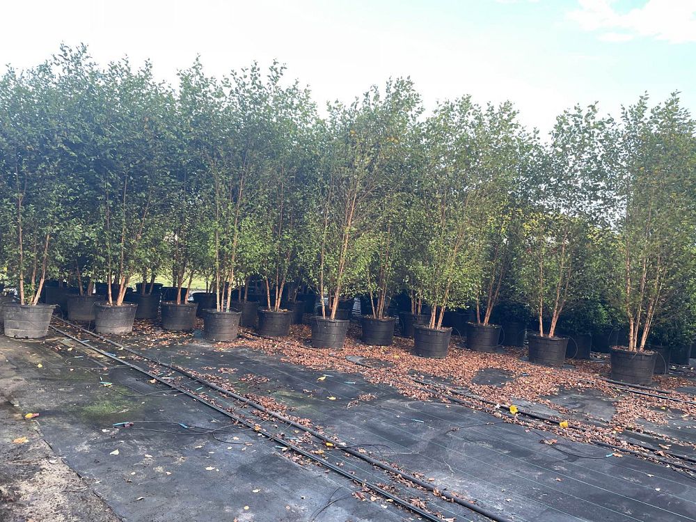 betula-nigra-riverbirch