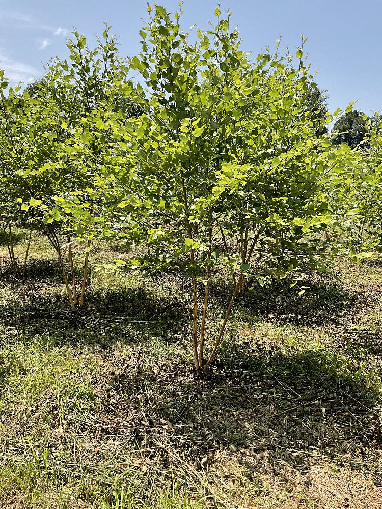 betula-nigra-riverbirch