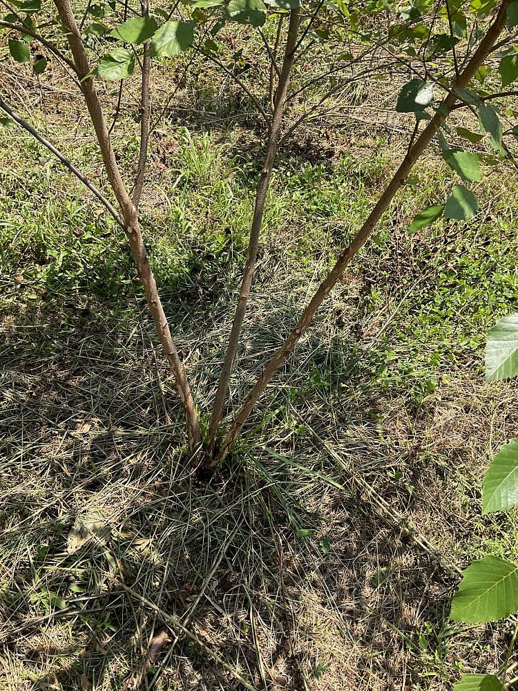 betula-nigra-riverbirch
