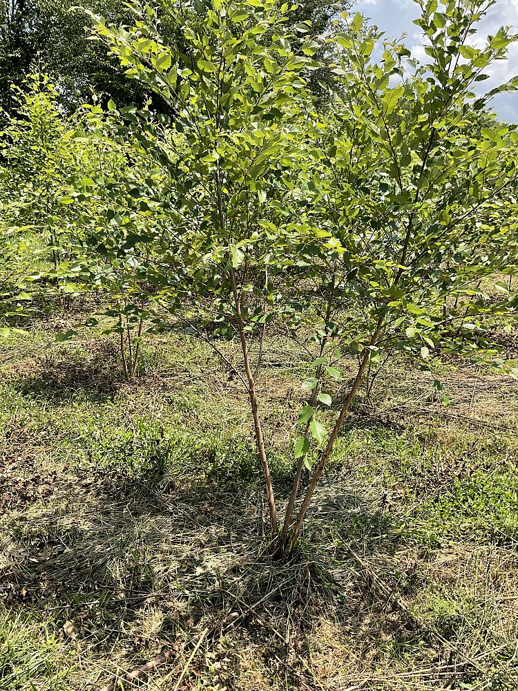 betula-nigra-riverbirch