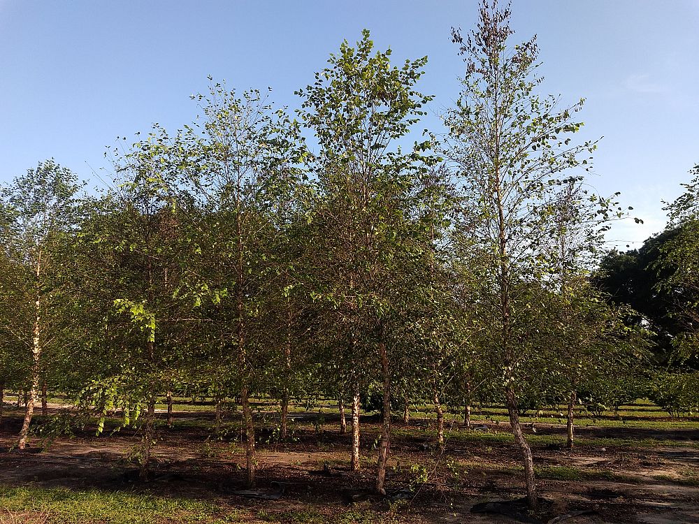 betula-nigra-riverbirch