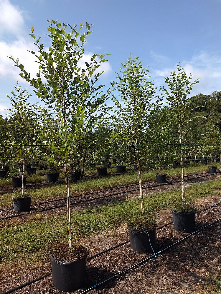 betula-nigra-riverbirch