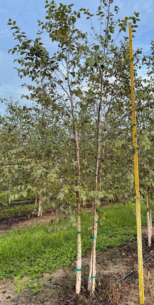 betula-nigra-riverbirch