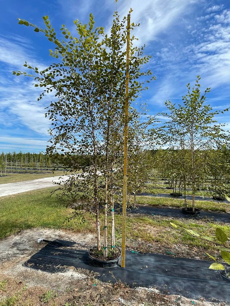 betula-nigra-riverbirch