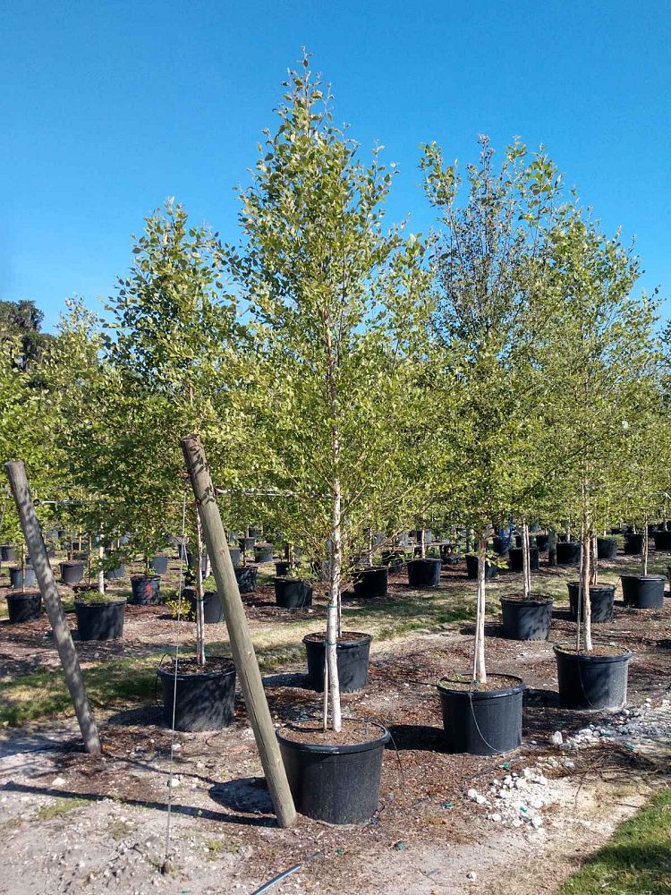 betula-nigra-riverbirch