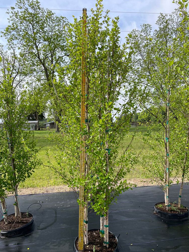betula-nigra-riverbirch