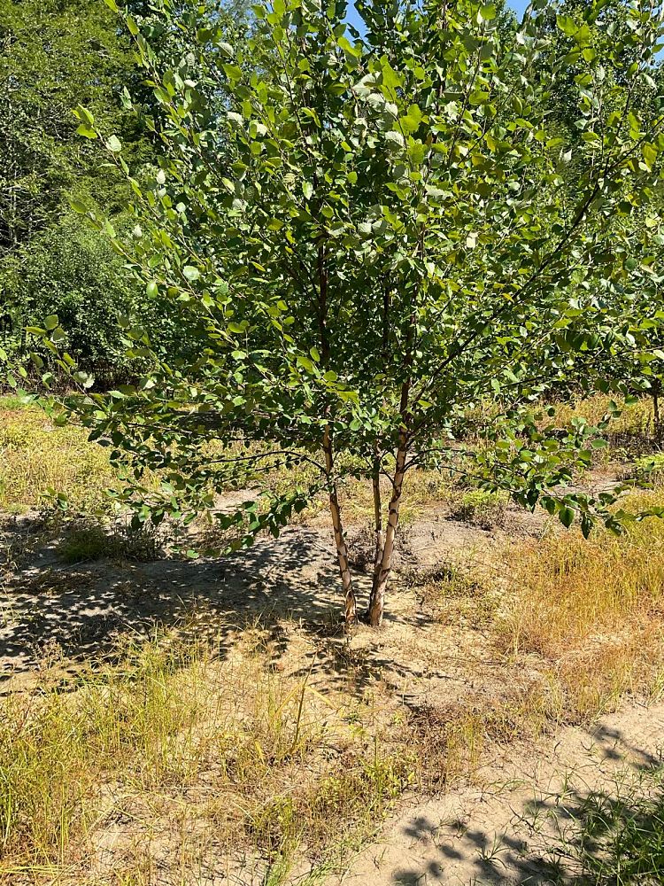 betula-nigra-riverbirch