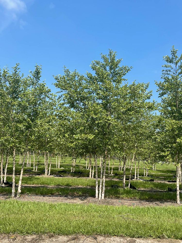 betula-nigra-riverbirch