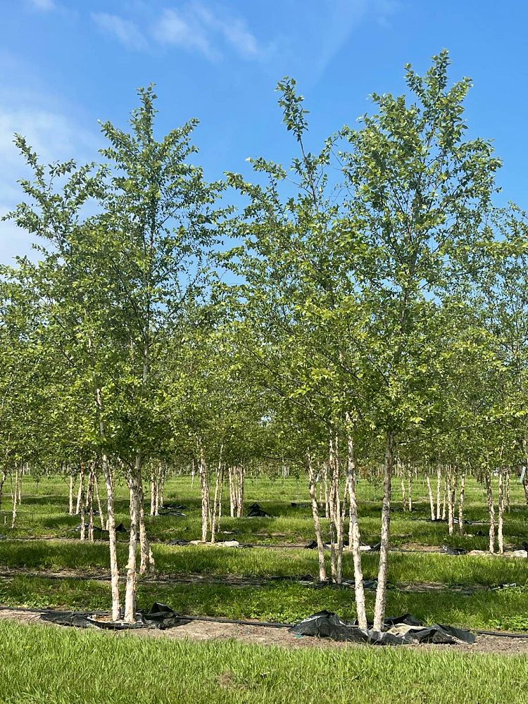 betula-nigra-riverbirch