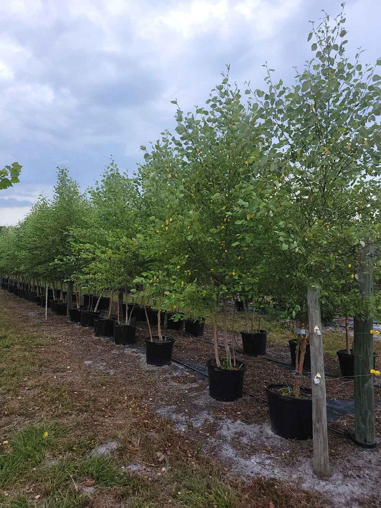 betula-nigra-riverbirch