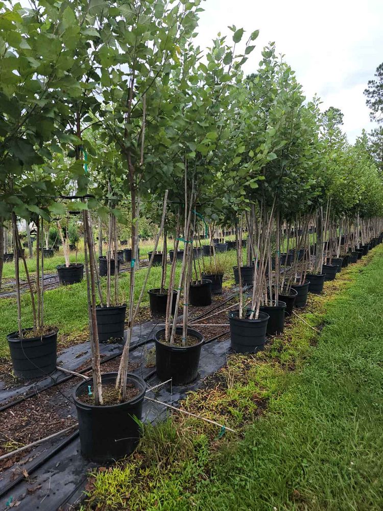 betula-nigra-riverbirch