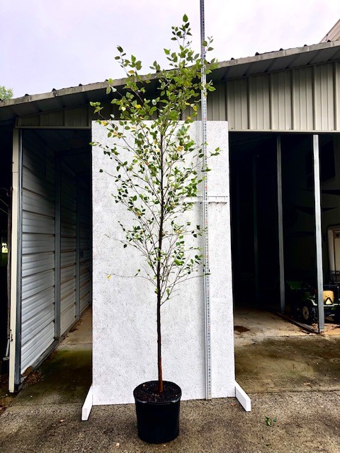 betula-nigra-riverbirch