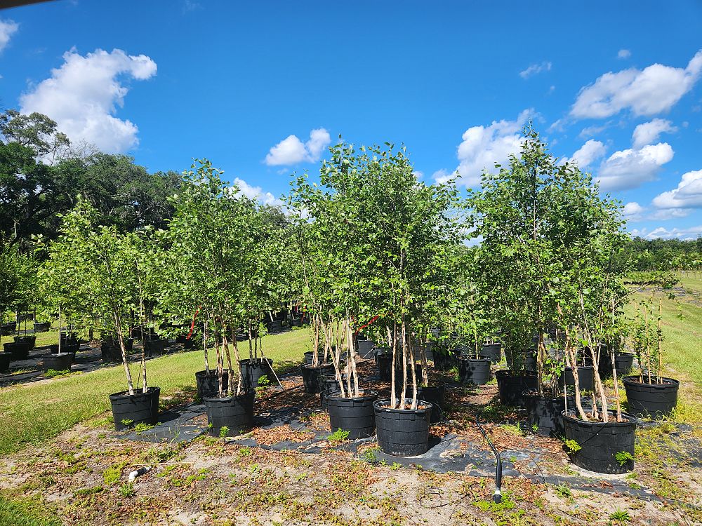 betula-nigra-riverbirch