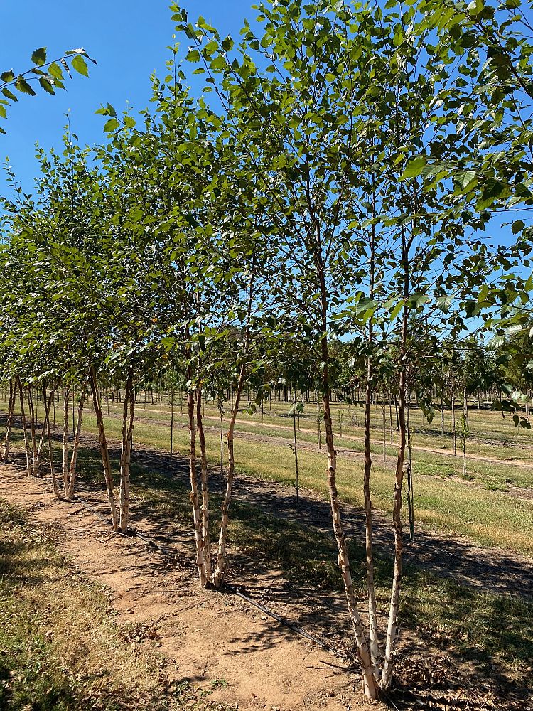 betula-nigra-riverbirch