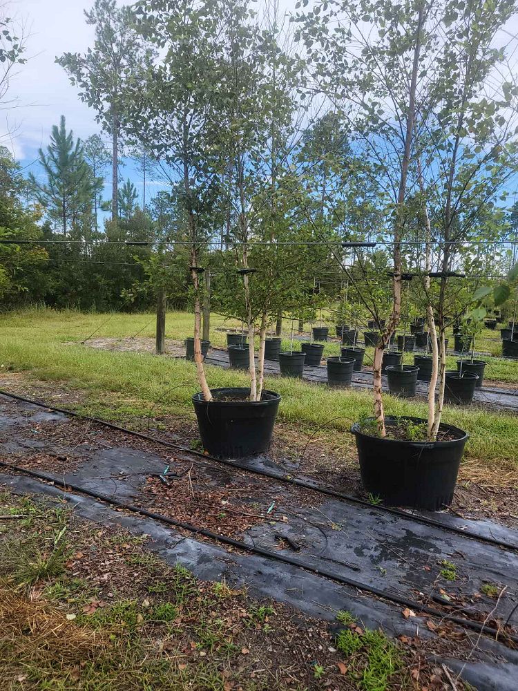 betula-nigra-riverbirch