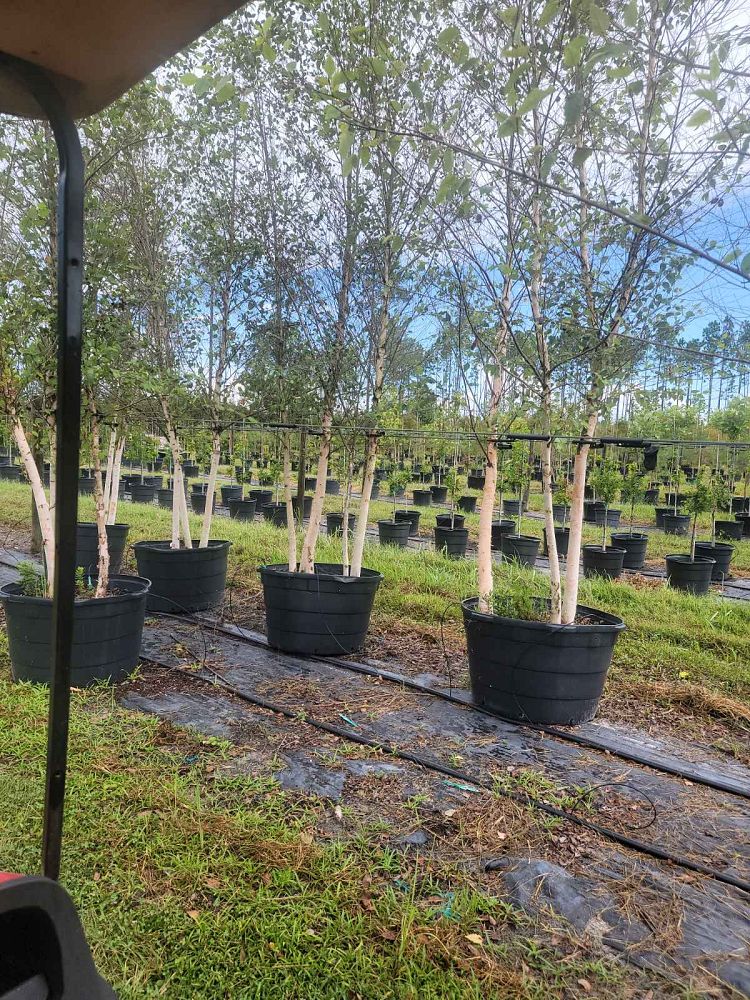 betula-nigra-riverbirch