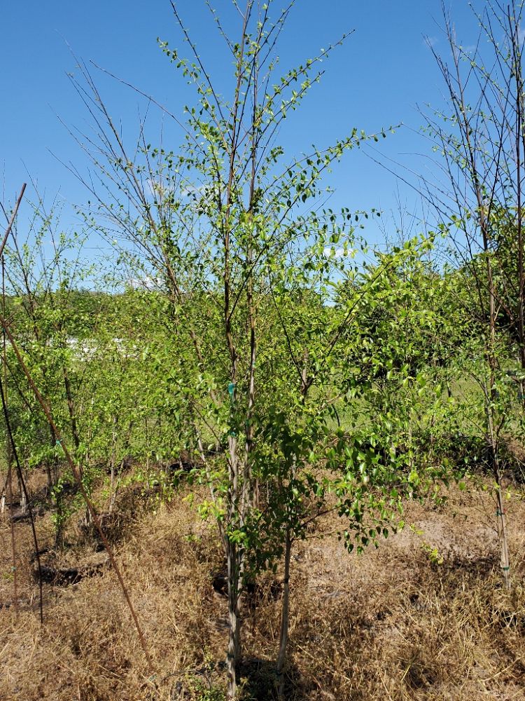 betula-nigra-riverbirch