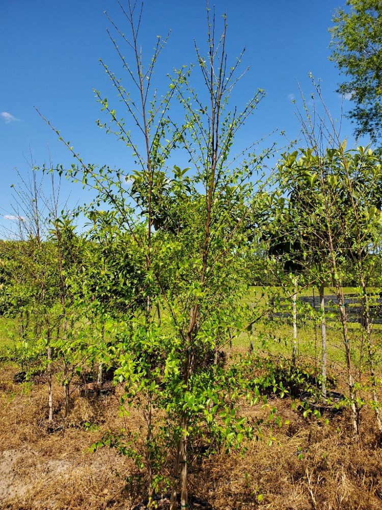 betula-nigra-riverbirch