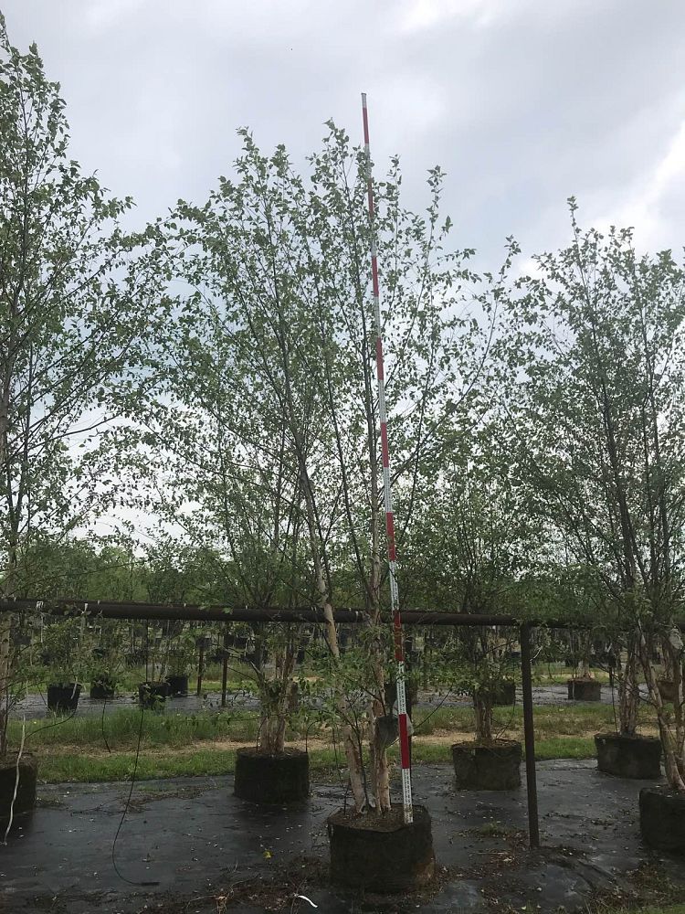 betula-nigra-riverbirch