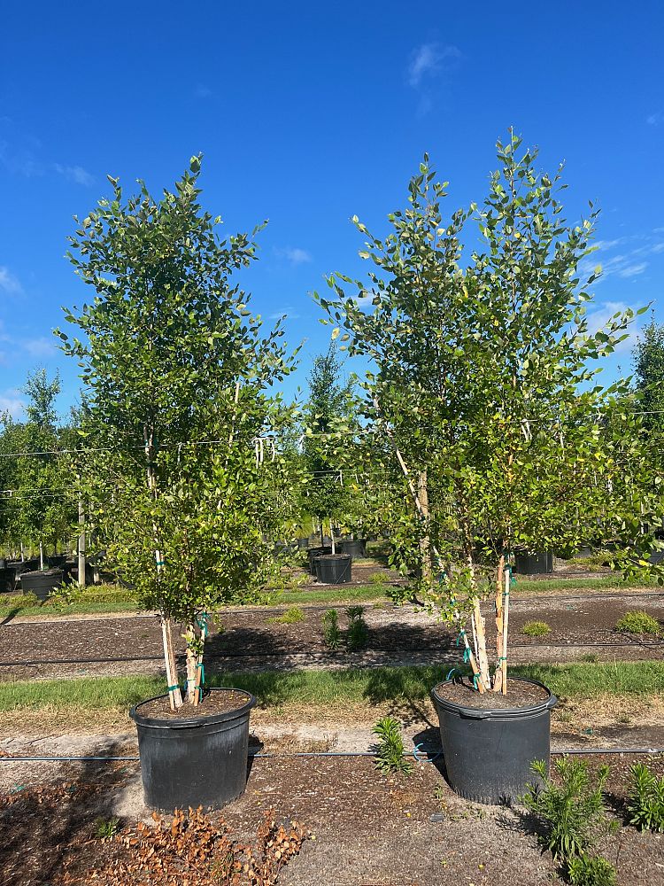 betula-nigra-riverbirch