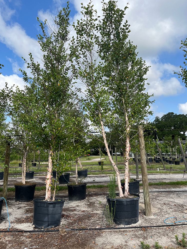 betula-nigra-riverbirch