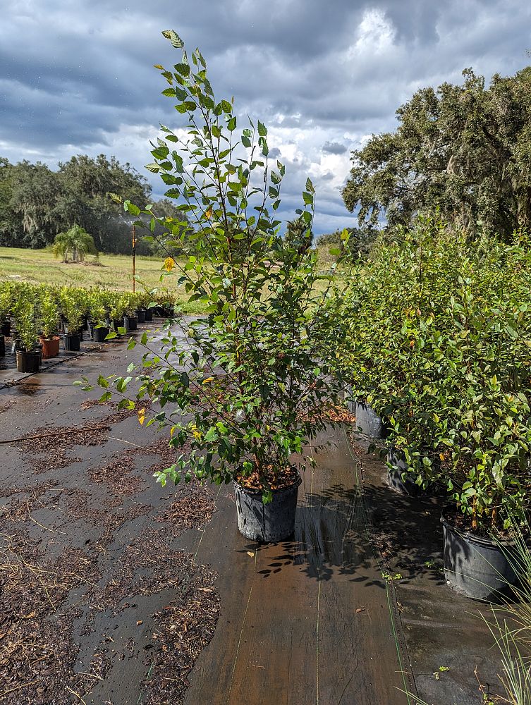 betula-nigra-riverbirch