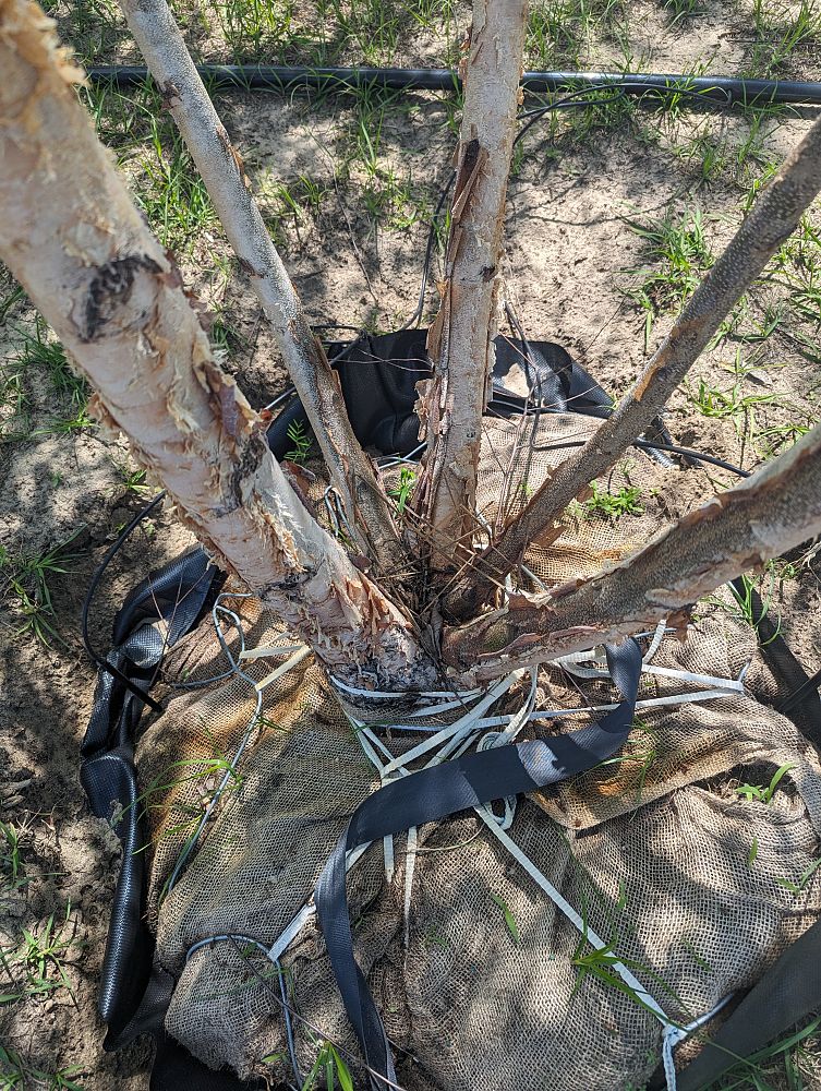 betula-nigra-riverbirch