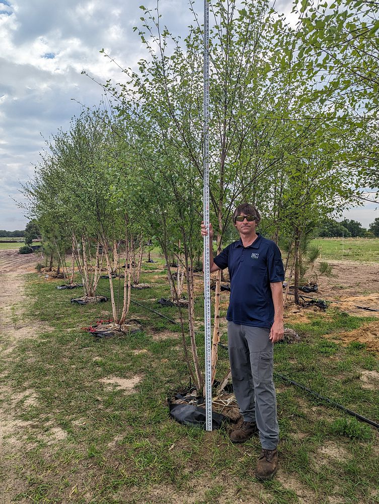 betula-nigra-riverbirch