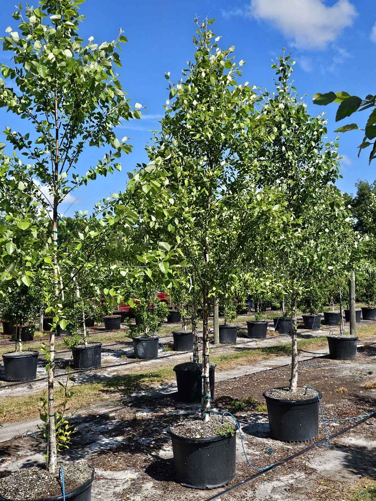 betula-nigra-riverbirch